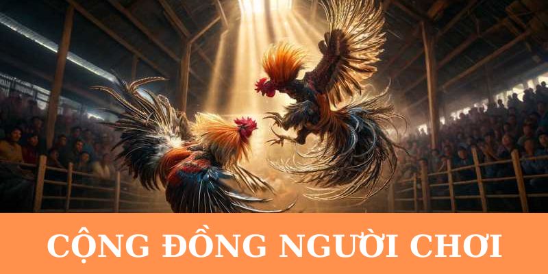 Đá gà OKKING có cộng đồng người chơi lớn mạnh.