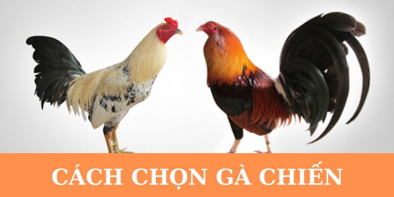 Hướng dẫn cách chọn gà chiến trong đá gà OKKING.