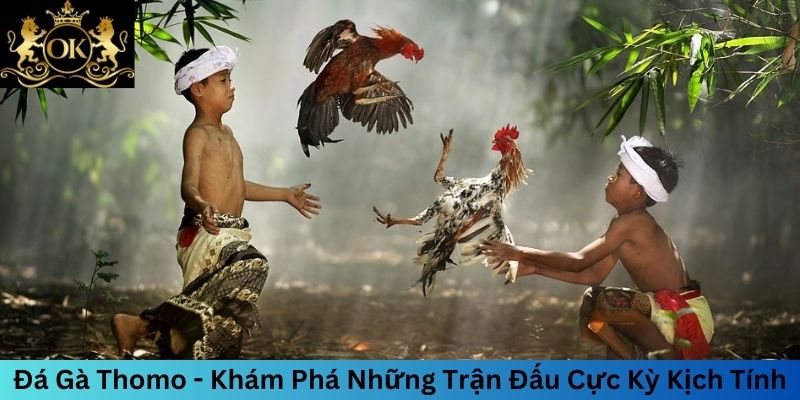 Đá Gà Thomo - Khám Phá Những Trận Đấu Cực Kỳ Kịch Tính