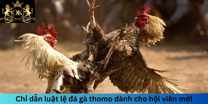 Chỉ dẫn luật lệ đá gà thomo dành cho hội viên mới
