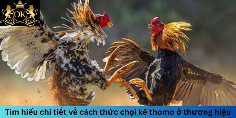 Tìm hiểu chi tiết về cách thức chọi kê thomo ở thương hiệu