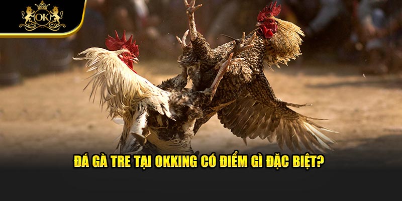 Đá gà tre tại okking có điểm gì đặc biệt?