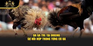 Đá Gà Tre Tại okking – Sự Hồi Hộp Trong Từng Cú Đá