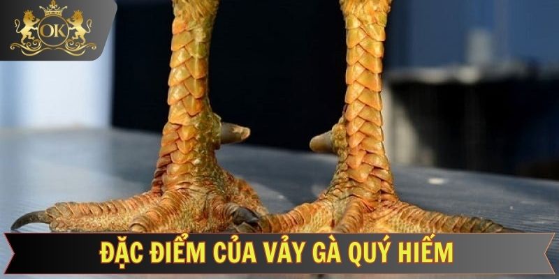 Top các vảy chiến kê quý hiếm có mặt trên thị trường