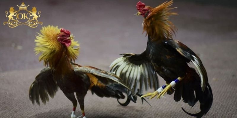 Đôi nét về sân chơi đá gà C3