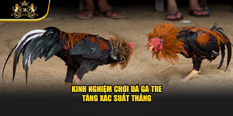 Kinh nghiệm chơi đá gà tre tăng xác suất thắng