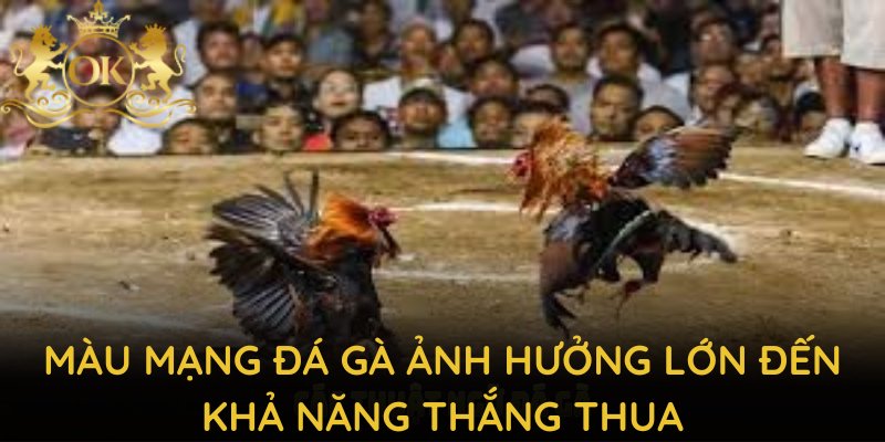 Màu mạng đá gà ảnh hưởng lớn đến khả năng thắng thua trong mỗi trận đấu