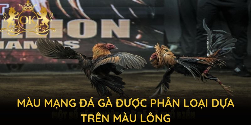 Màu mạng đá gà được phân loại dựa trên màu lông và đặc điểm nhận dạng