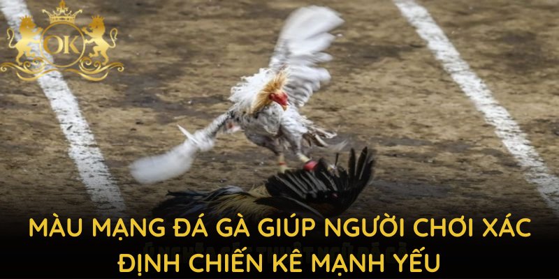 Màu mạng đá gà giúp người chơi xác định chiến kê mạnh yếu theo quy luật ngũ hành