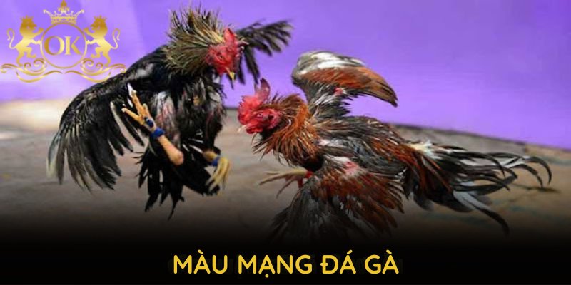 Màu Mạng Đá Gà Và Cách Xác Định Chuẩn Xác Theo Ngũ Hành