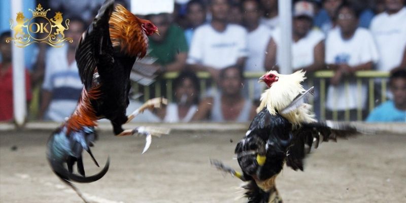 Một vài kèo đá gà C3 nổi tiếng mà bạn có thể biết