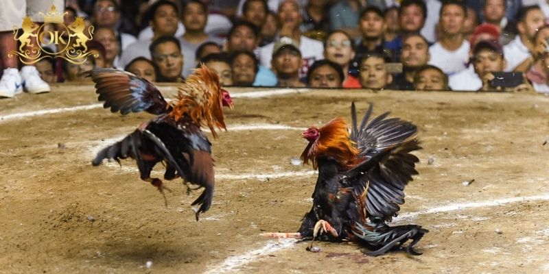 Những yếu tố nổi bật của bộ môn đá gà C3 OKKING