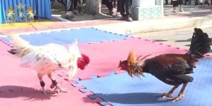 Đá Gà C3 - Sân Chơi Gà Chọi Đẳng Cấp Châu Á OKKING