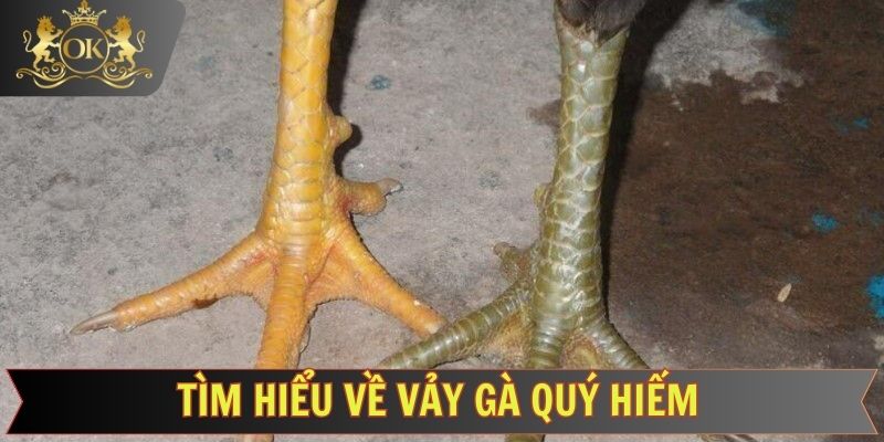 Một số yếu tố đặc trưng nhận diện vảy gà quý hiếm