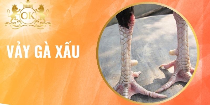 Vảy Gà Xấu - Khám Phá 23 Loại Và Tầm Ảnh Hưởng Đến Kê Chọi