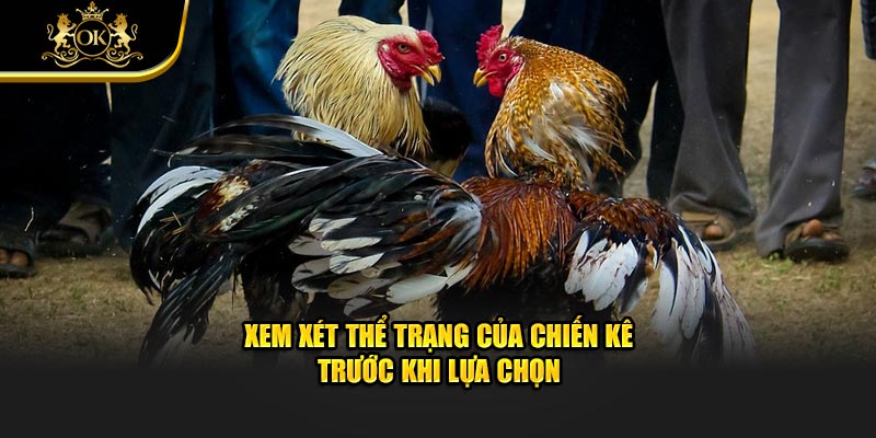 Xem xét thể trạng của chiến kê trước khi lựa chọn
